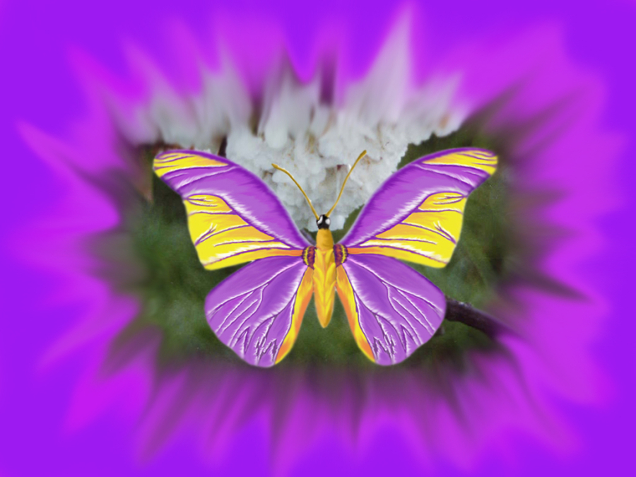 Papillon couleurs modifiée à la tablette info