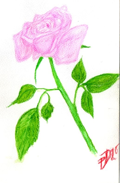 roses 2