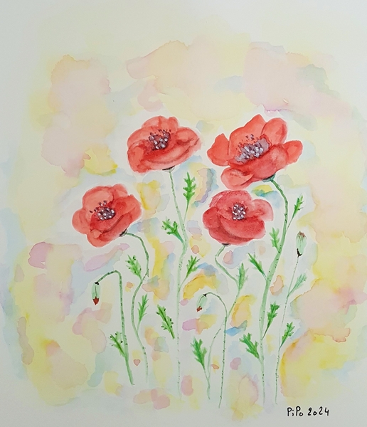 Coquelicots