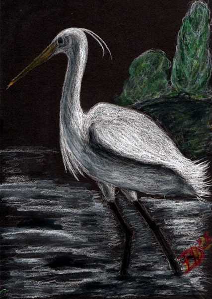 aigrette