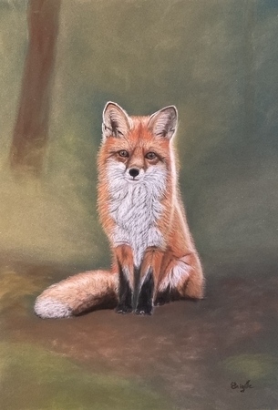 Renard roux