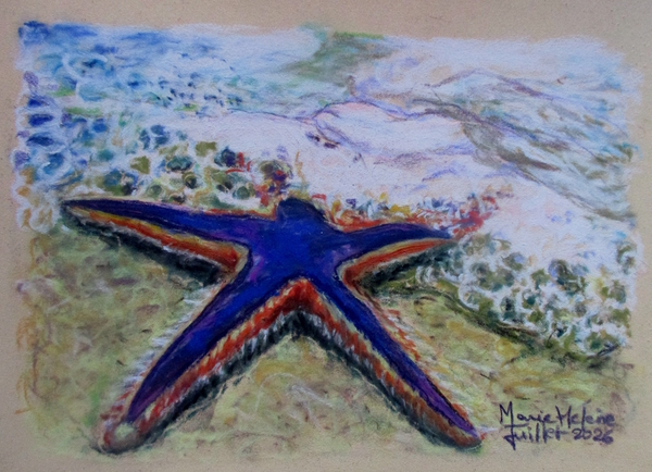 Etoile de mer