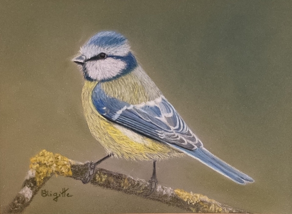 Mésange bleue