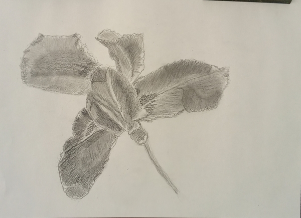 Iris