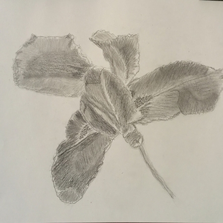 Iris