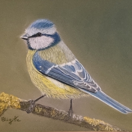 Mésange bleue