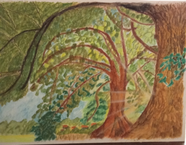 Lumière sous les arbres