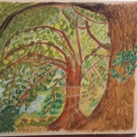 Lumière sous les arbres