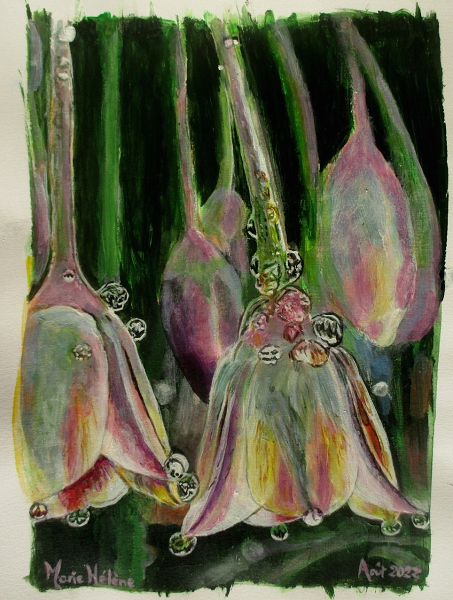 Rosée