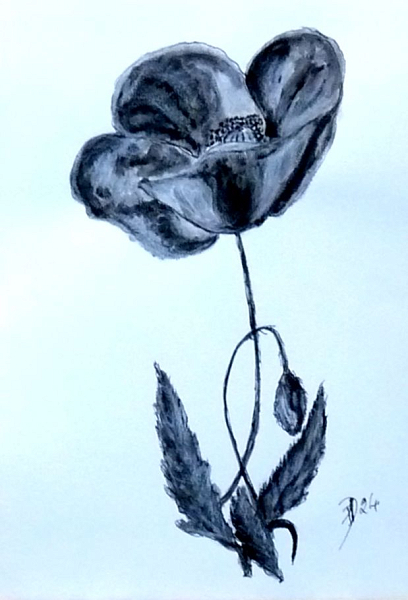 coquelicots