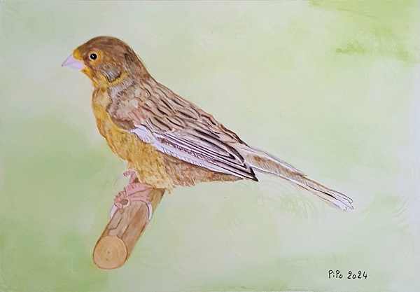 Canari panaché