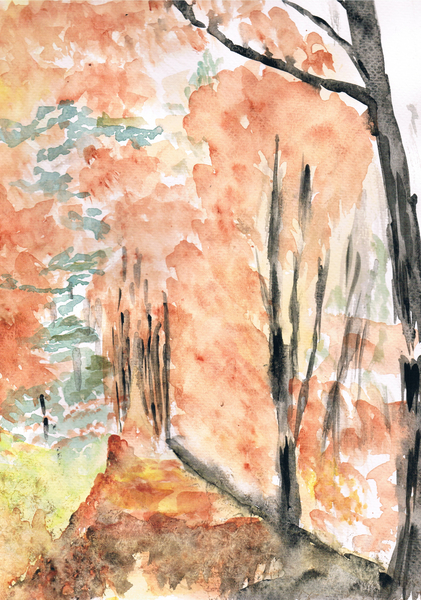 une forêt