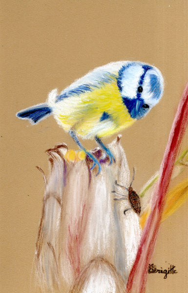 Mésange bleue sur épis de maïs