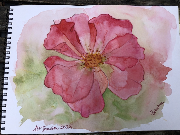 Fleur rose du 1er janvier