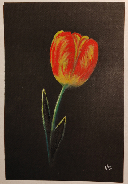 Tulipe