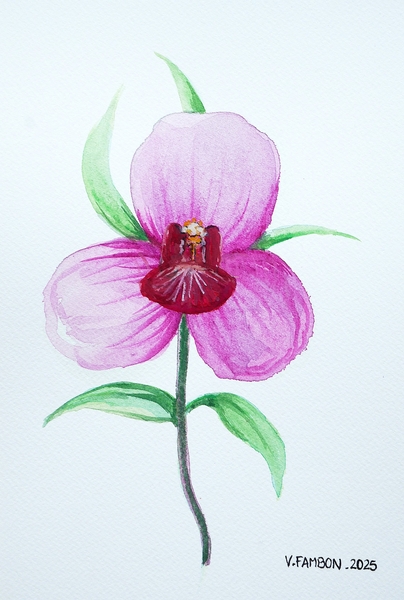 Orchidée - Aquarelle