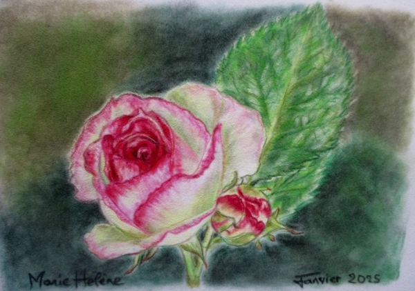 La rose