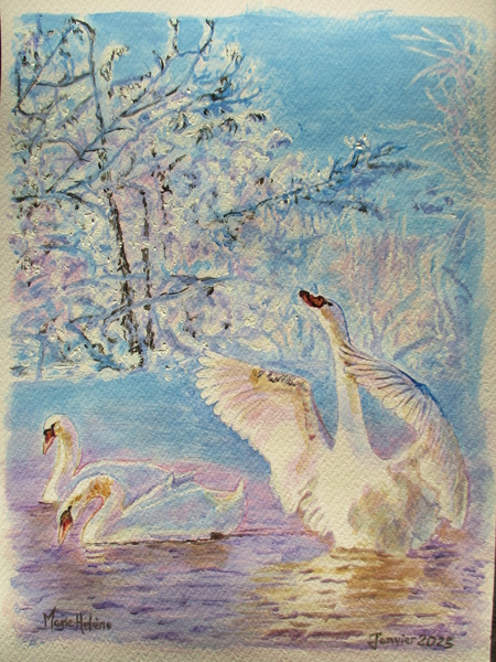 Cygnes en hiver