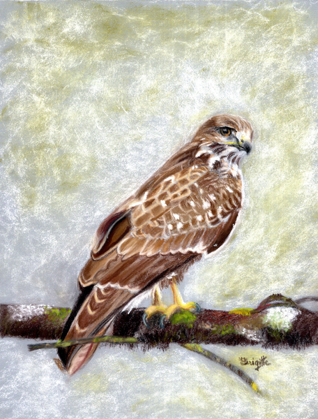 Buse variable