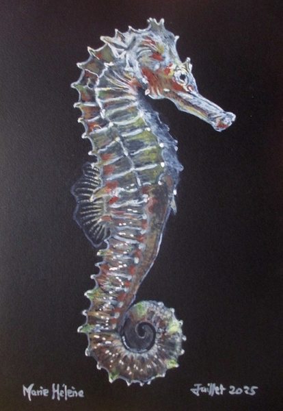 Hippocampe sur fond noir